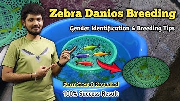 Zebra Fish Breeding in Tamil | Complete Breeding Guide | Wow...how many babies have arrived😱