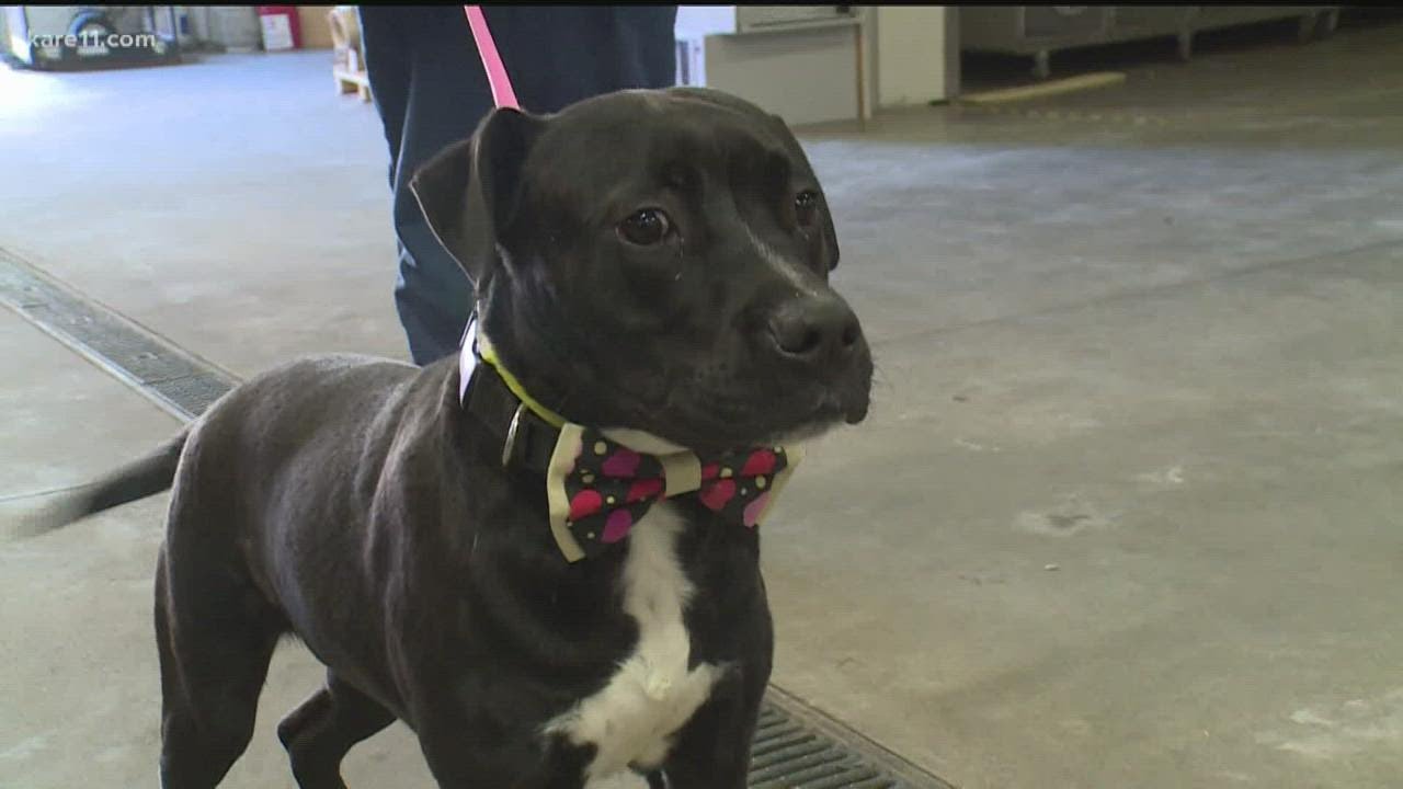 Teen makes bow ties to help animals get adopted - YouTube