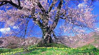 八ヶ岳の四季 癒し自然映像 Healing Relaxation Four Seasons In Japan Youtube