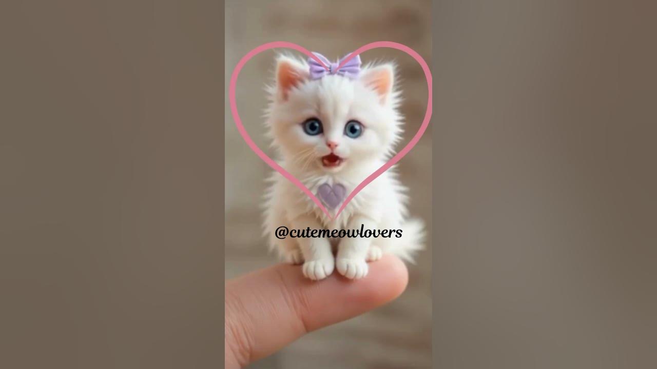 Cute APT Kitty Singing Rose' & Brunomars APT Song With Love❤️#shorts #cat #kitten #viralvideo #cute