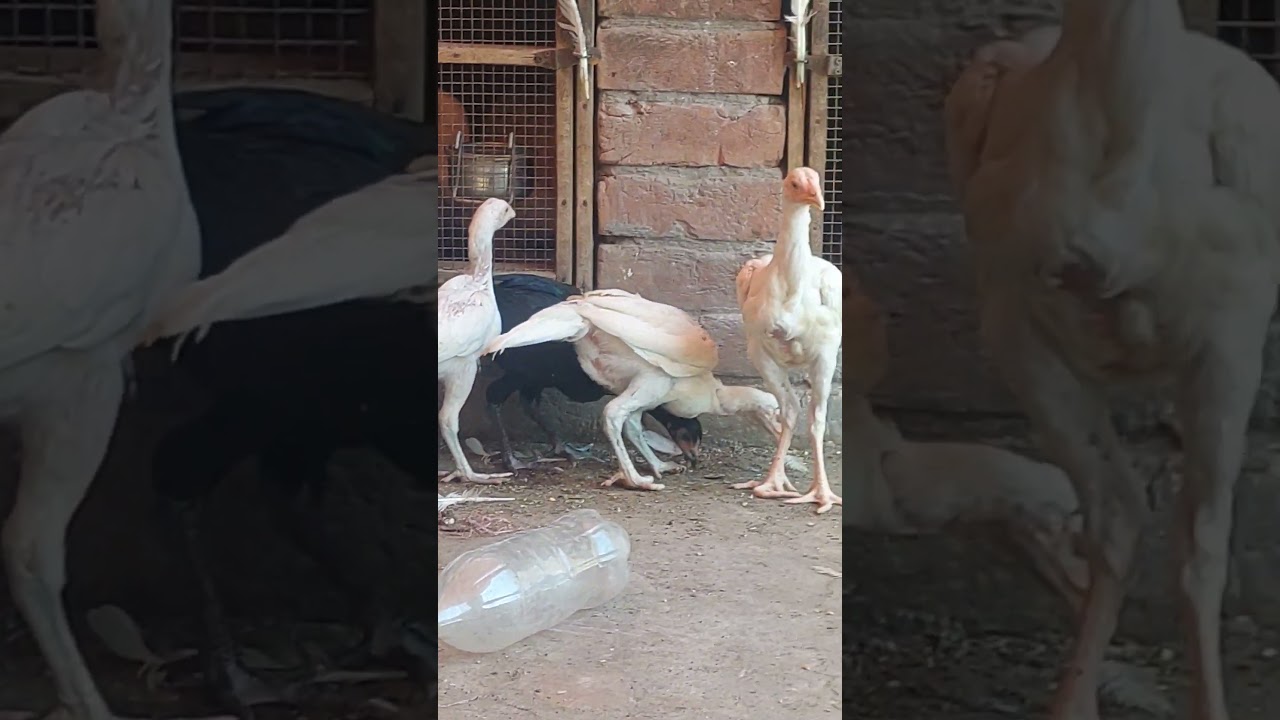 young paper white pullets 