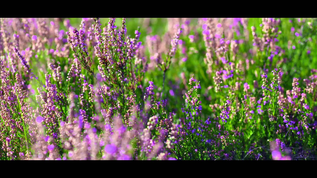EndrupAndelsmejeri MadeInJylland