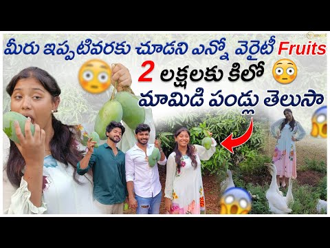 Did you know about the 2 lakh per kg mangoes you've never seen before? || Trending Dhanvi ||