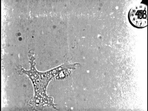 Pinocytosis : செல்கள் மூலம் குடிப்பது / வாரன் எச். லூயிஸ்