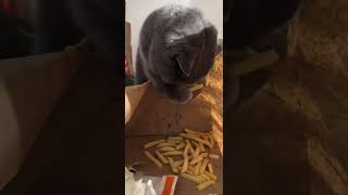 His Greed Sickens Me  Look How Cute funny memes funny like subscribe share shorts