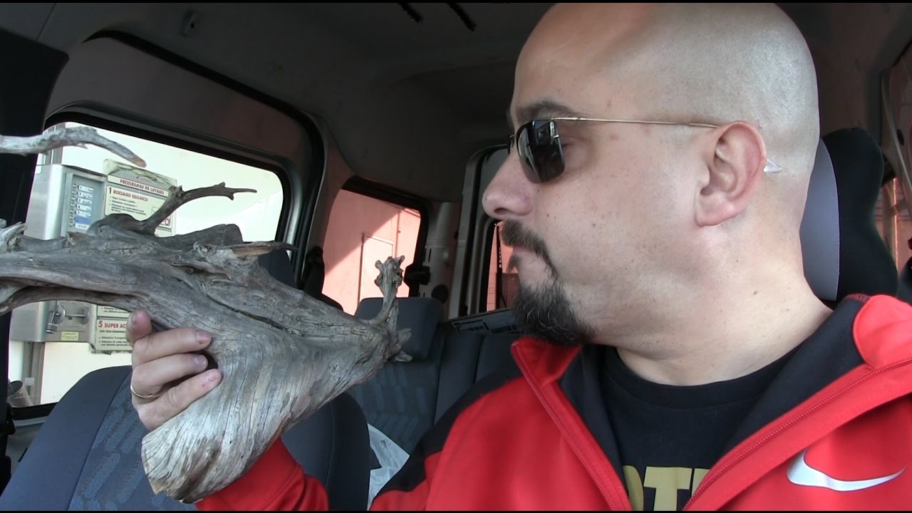 Tanuki Bonsai - EXPRESS bonsai bosque de la armonia