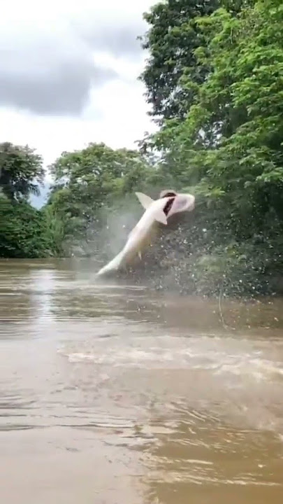 Very big fish #video #fishing #fish #comedyvideos #grass #funnyshorts #grasscutting