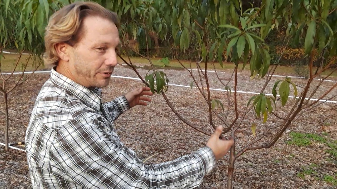 How Do I Grow Peach Trees In Central Florida Zone 9A YouTube how-do-i-grow-peach-trees-in-central-florida-zone-9a-youtube