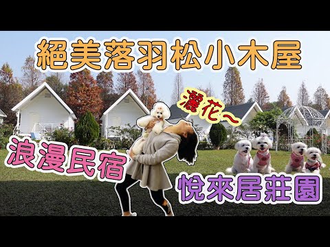 嘉義悅來居莊園，絕美落羽松獨棟小木屋，浪漫寵物友善民宿，車可以直接停在木屋旁，有一堆行李就是方便！下民雄交流道後抵達莊園大約車程13分鐘，dog videos寵物友善民宿嘉義旅遊。