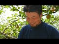 【福岡縣限定生產】福岡縣原創新品種梨「玉水」