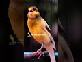 Canary training champion song - Canary singing #Shorts