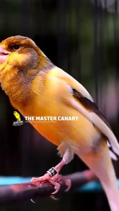 Canary training champion song - Canary singing #Shorts