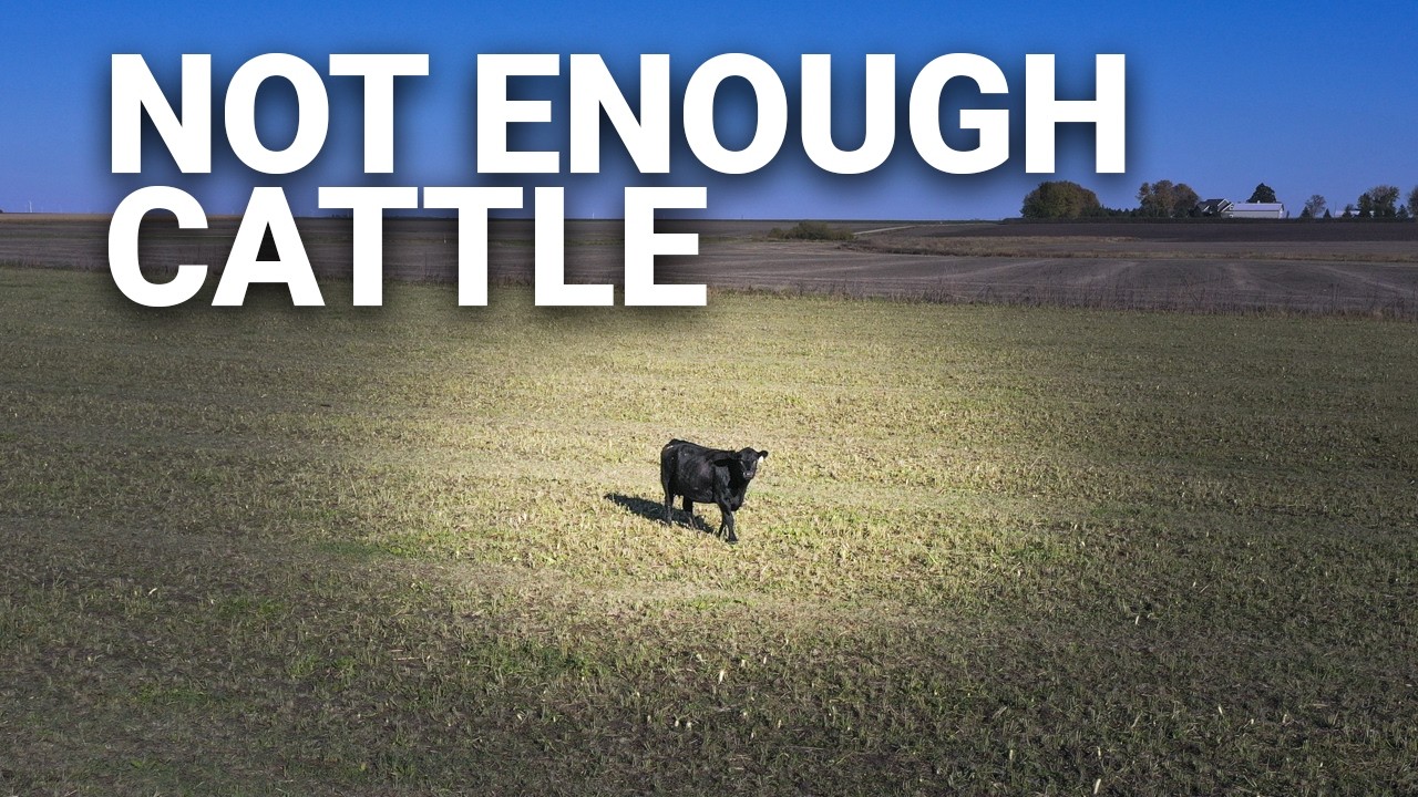 Cattle Market Pulse | Cattle Talk February 13th, 2026