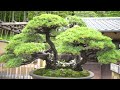 [4K] 昭和記念公園 盆栽園 日本庭園
