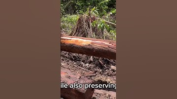GREAT JOB!! Operator bulldozer pulling logs with high skills#workers#bulldozer#logs#heavyequipment