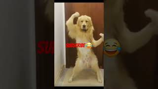 Funniest dog ever #trending #funny #animalmemes #dogs #memes #gigachad #dogmemes dog dancing golden