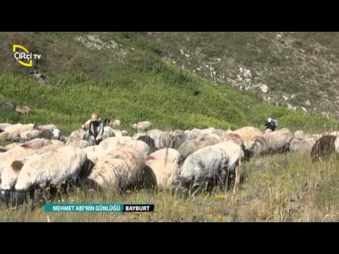 MEHMET ABİ'NİN GÜNLÜĞÜ/BAYBURT-KOYUN ÇOBANI