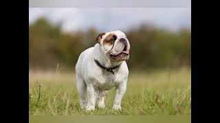 top 5 de mis razas de perro favoritos by Master cachorro 242 views 3 months ago 2 minutes, 46 seconds