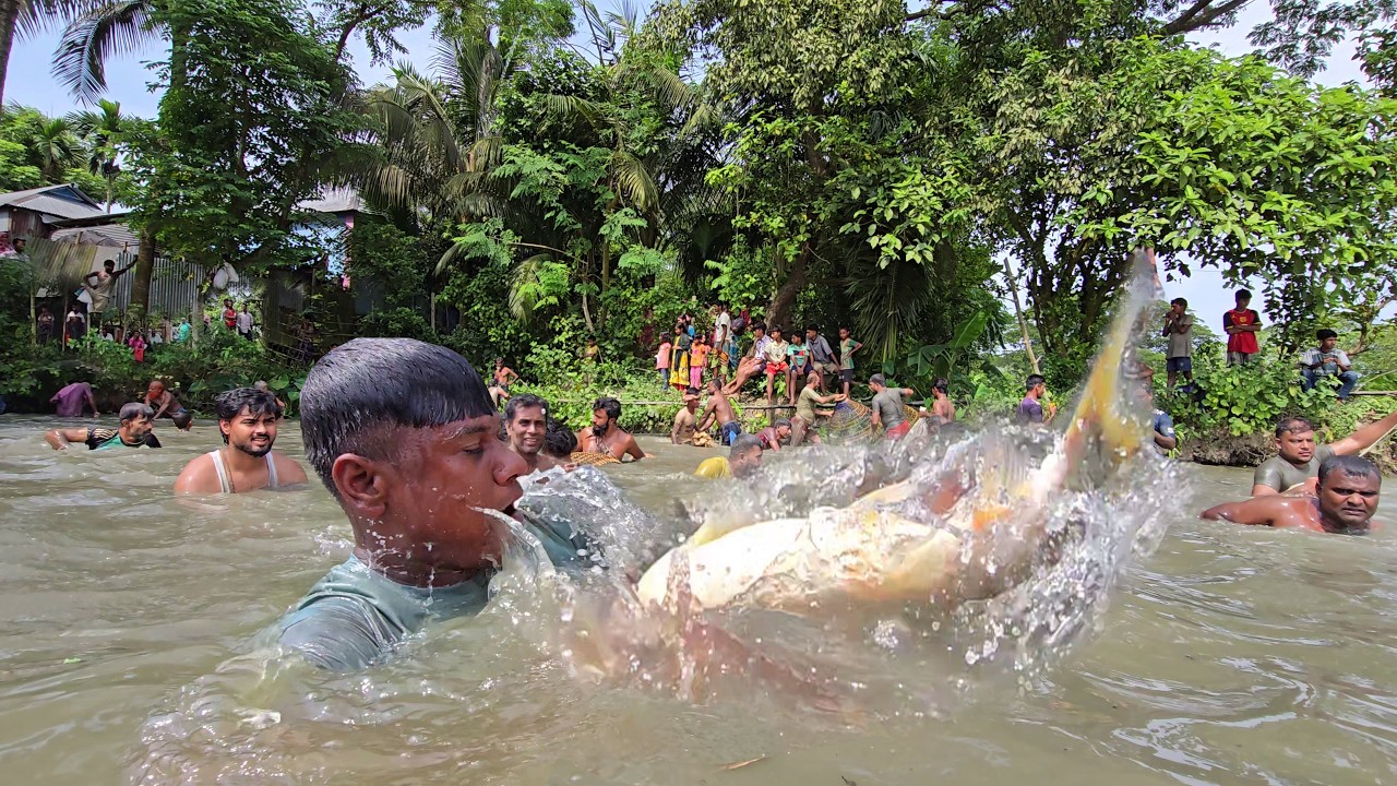 গ্রামের পুরনো পুকুরে সব দানবাকৃতির মাছ ধরা🐟Unbelievable Biggest fishing! Amazing Big Fishing