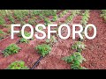 Il Fosforo per la produzione di pomodori di Alta Qualità