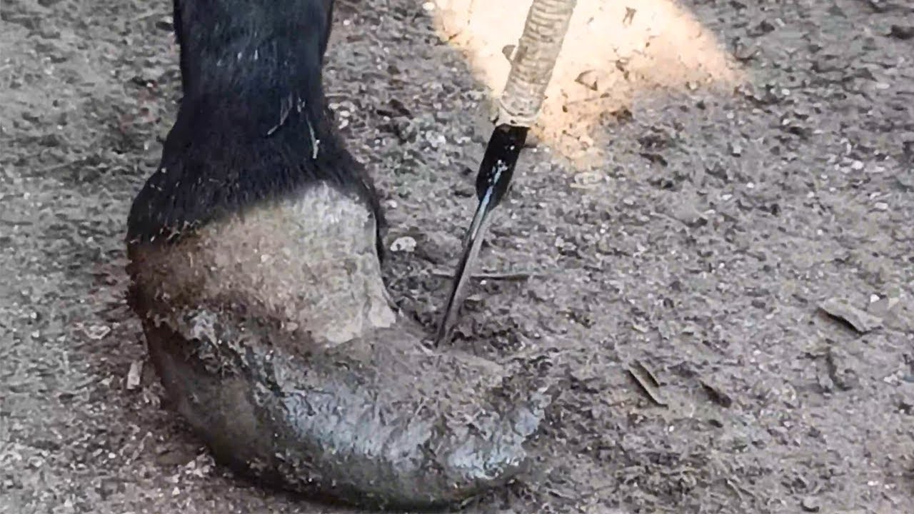 Hoof trimming The donkey's hoof is wide and thick YouTube