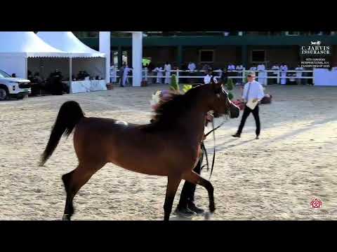  252    16      2025  4 6  