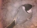 birdcam_2010-04-04_16-07-23.avi