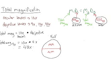 Lab 2 calculations - Total magnification and Field of view