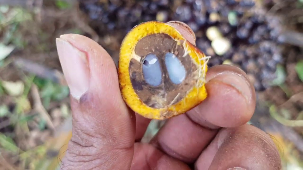 โดนหลอกว่าเป็นพันธุ์ยังกัมบิ