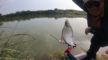 Câu cá chép diếc trôi bằng bài mồi khoai ủ chua