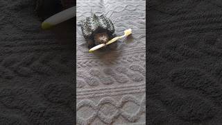 Грифовая черепаха  Alligator snapping turtle