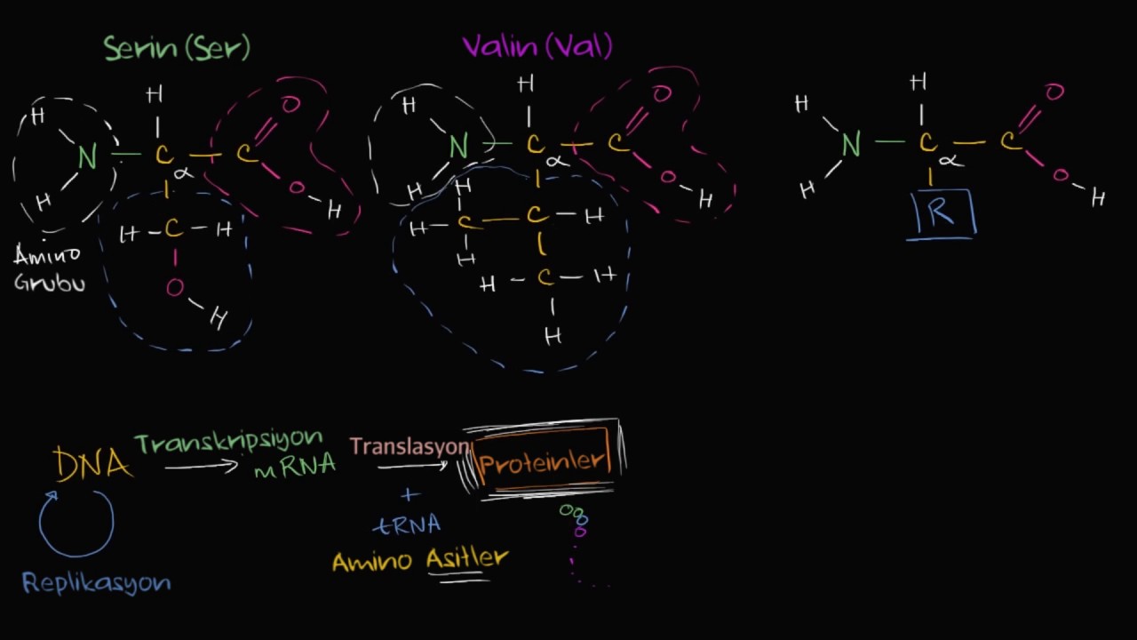 Amino Asitler (Biyoloji / Makromoleküller)