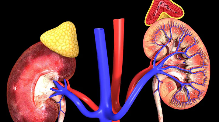 Human Physiology - Distal Convoluted Tubule and Collecting Duct: Overview