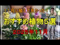 プロの庭師が教える!11月に選ぶべき植物5選とセンス良く見える植栽例