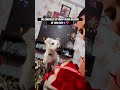 Reu ko nhi chor skte akela #petshub #lovepets #petsunited #comedymovies #subscribe #explore #pawfect