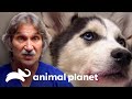 Compró su cachorro por Internet sin saber que estaba enfermo | Dr. Jeff, Veterinario | Animal Planet