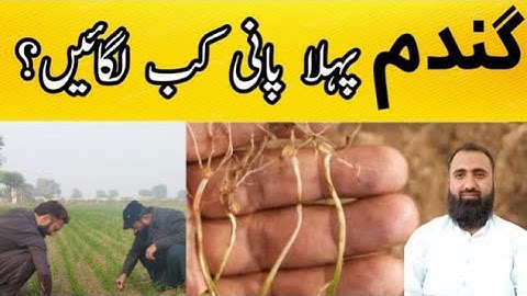 What is the best time for First Irrigation in Wheat || Bilal Kanju Official