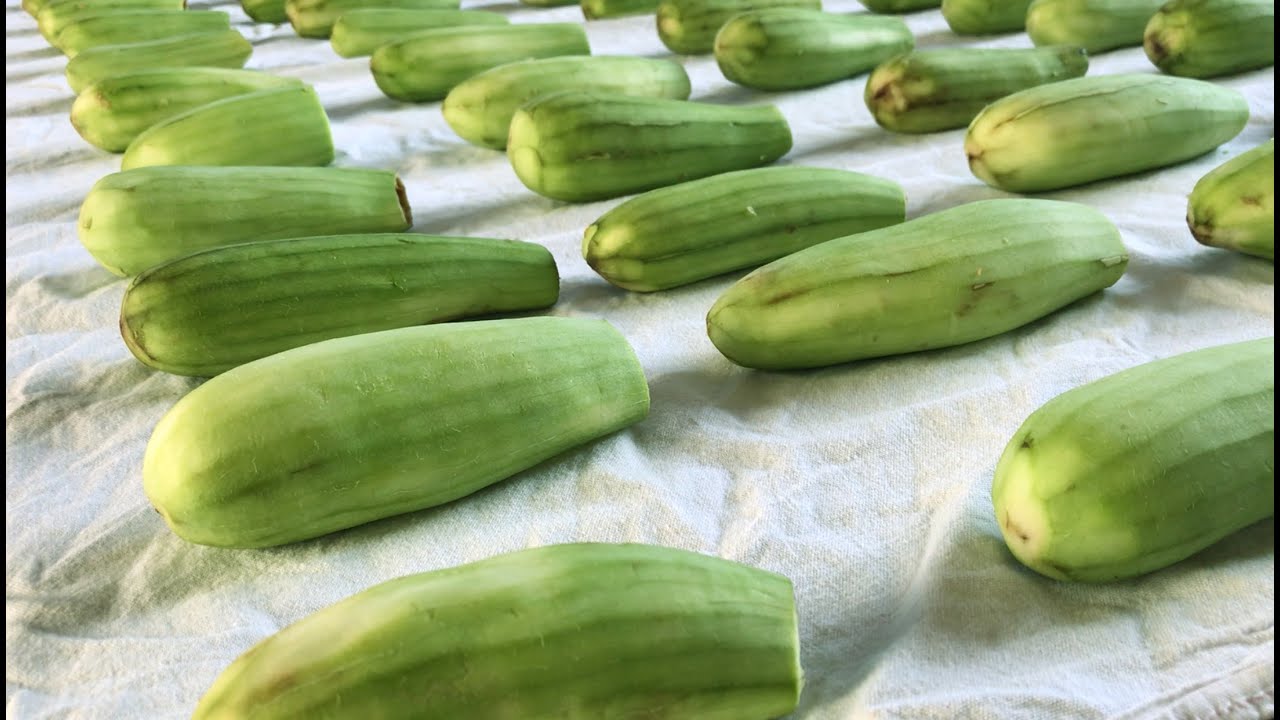 طريقة حفظ القرع الأخضر اليقطين السلاحي بأسهل طريقة- طعام الرسول (ص) المفضل