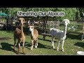 Alpaca Shearing And Pond Update