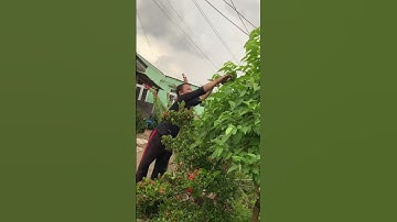 Chuột dừa xào lá cách không anh em #bẫy #chuột #dừa #nó #thuộc #tự #nhien #đồ #ngon #nhatrang