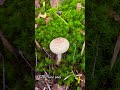 Little white mushroom) It’s only for seeing 😉 #inspiringbeauty #beenature #beemama ​⁠