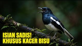 1 Jam Masteran Kacer Full Isian 🔥 Cocok untuk Kacer Muda & Dewasa