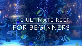 The Ultimate Nano Reef for Beginners!