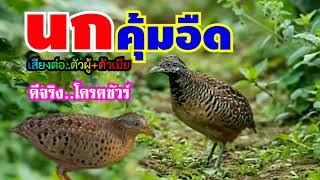 #เสียงต่อนกคุ้มอืด ตัวผู้+ตัวเมีย..ร้องหาคู่ (ชัวร์ล้าน%)ได้ผลเกินคาด🐦🐦🕊️🕊️