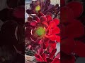 Plant of the day - Aeonium Garnet