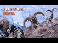 Blue Sheep hunting in Népal // Chasse au Bharal au Népal // 2022