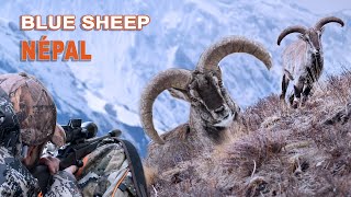 Blue Sheep Hunting In Népal Chasse Au Bharal Au Népal 2022