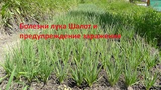 Болезни лука Шалот и предупреждение заражения