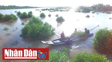 Cuộc sống dưới tán rừng ngập mặn