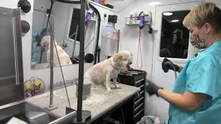 First time Grooming Havanese in the Grooming van